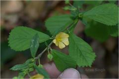 Sida rhombifolia subsp. retusa